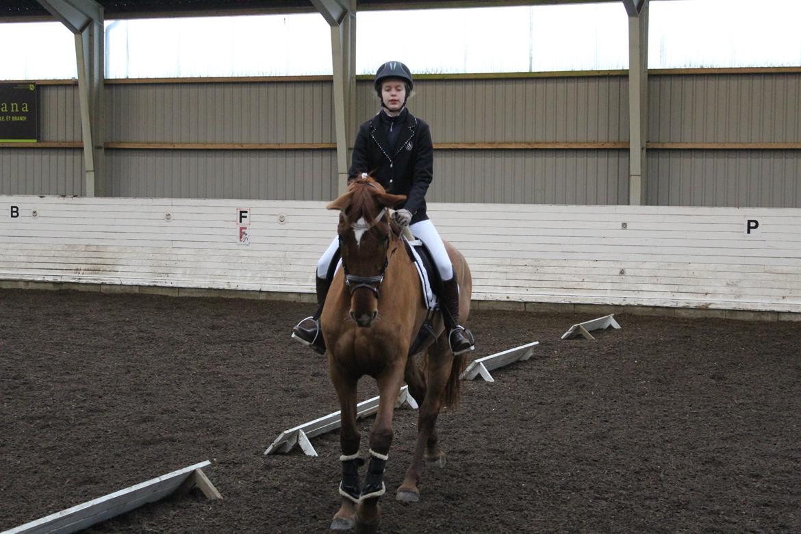 Dansk Varmblod bjerregårdens Trischia  billede 9