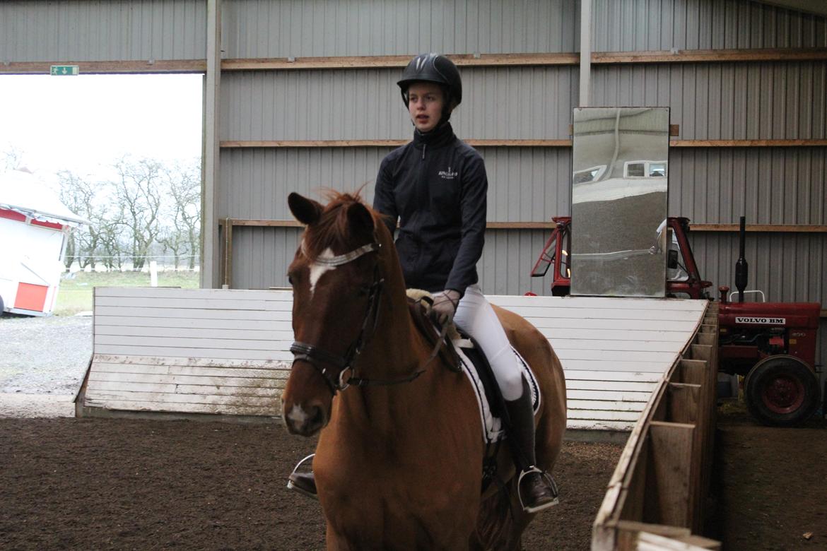 Dansk Varmblod bjerregårdens Trischia  billede 5