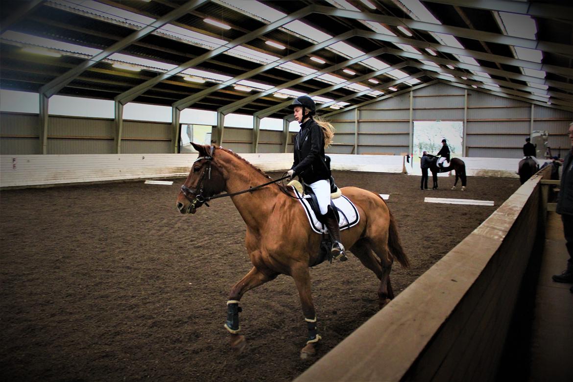 Dansk Varmblod bjerregårdens Trischia  billede 11