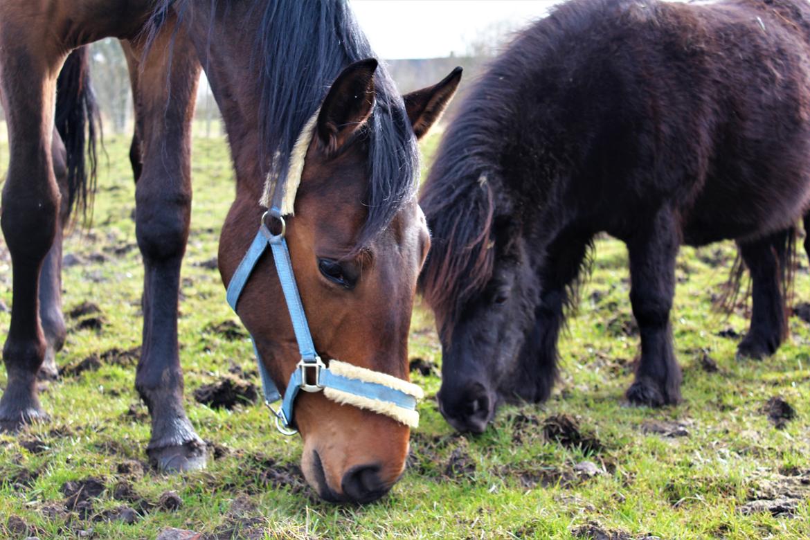 Dansk Varmblod Manifique Ax billede 6