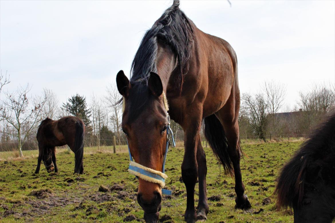 Dansk Varmblod Manifique Ax billede 7