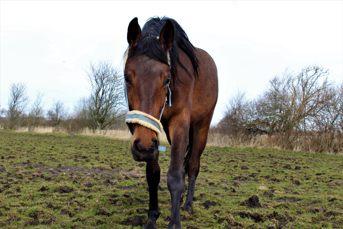 Dansk Varmblod Manifique Ax billede 9