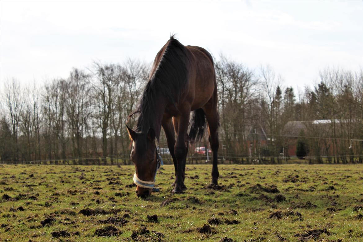 Dansk Varmblod Manifique Ax billede 10