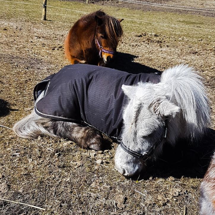 Miniature Máni billede 5