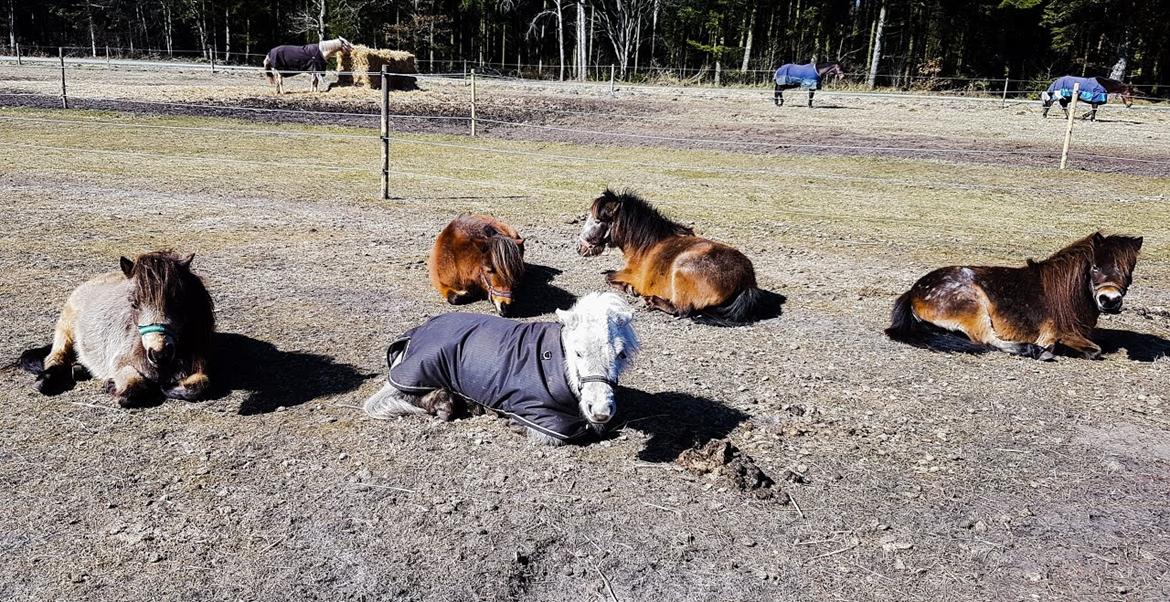 Miniature Máni billede 10