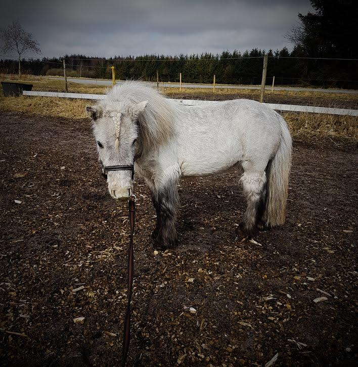 Miniature Máni billede 18