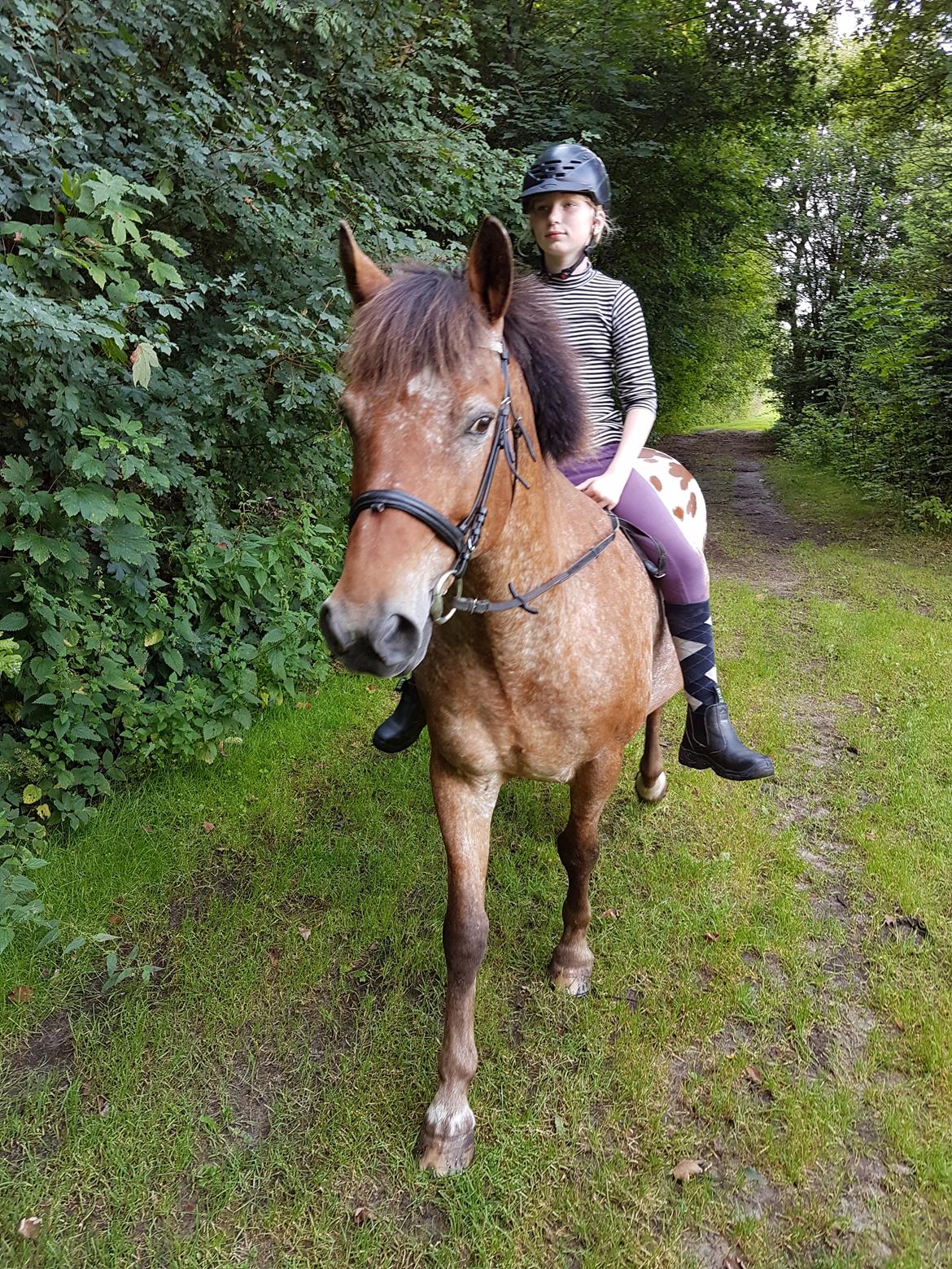 Appaloosa Krezip billede 1