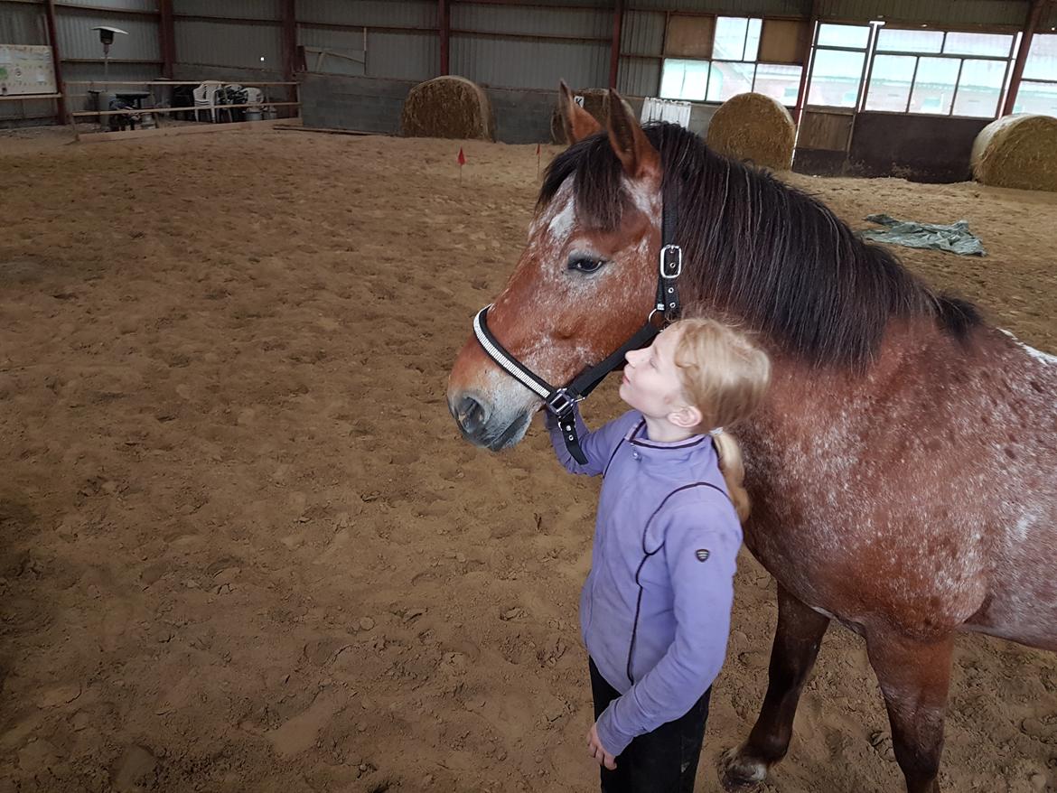 Appaloosa Krezip billede 2