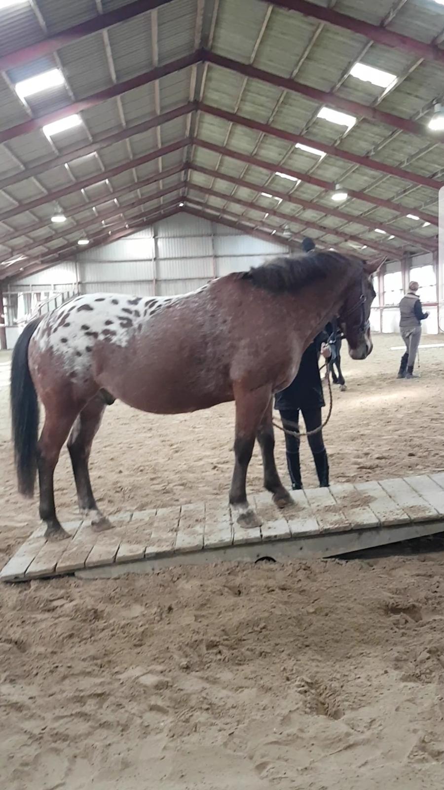 Appaloosa Krezip billede 3