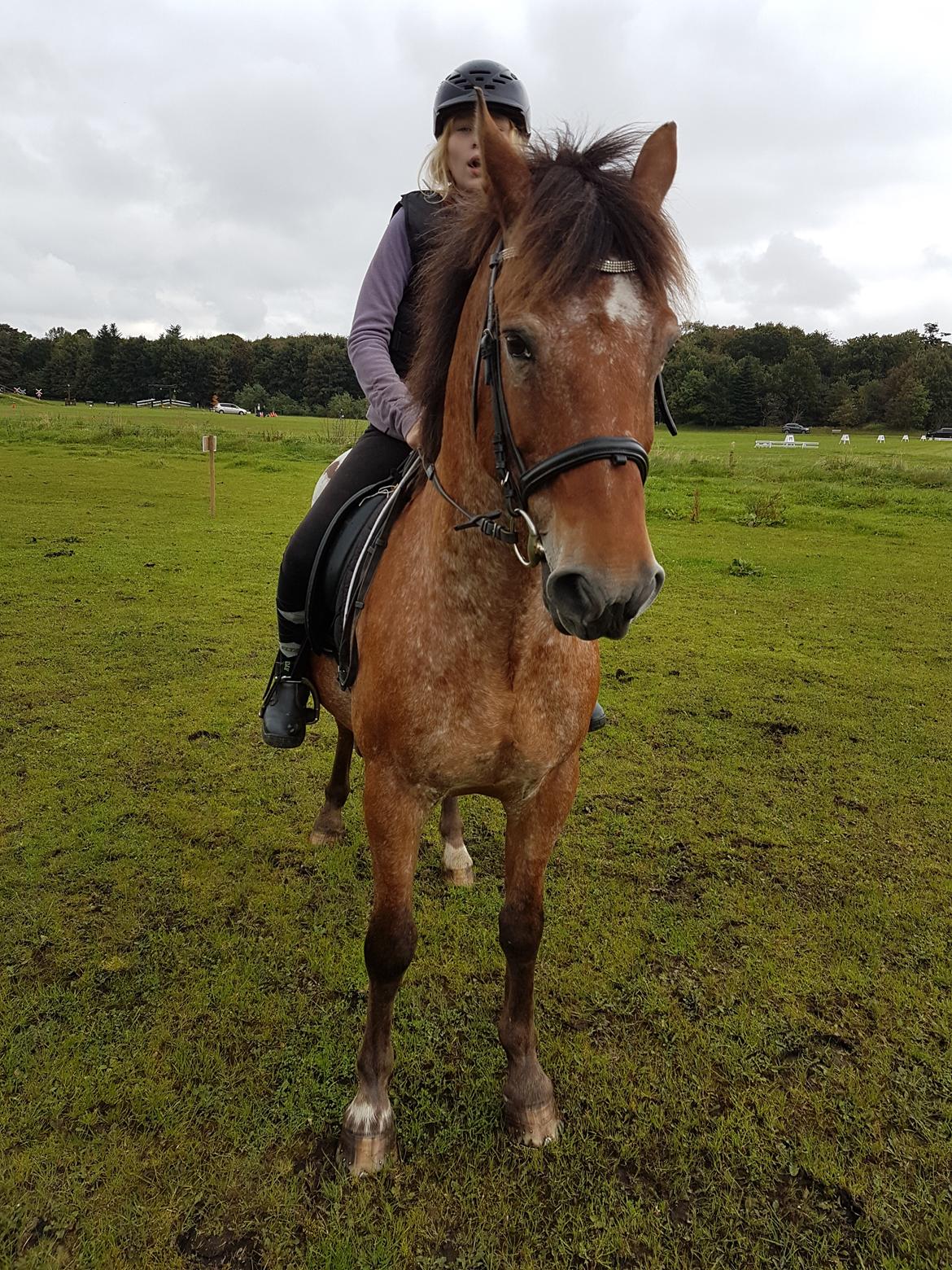 Appaloosa Krezip billede 6