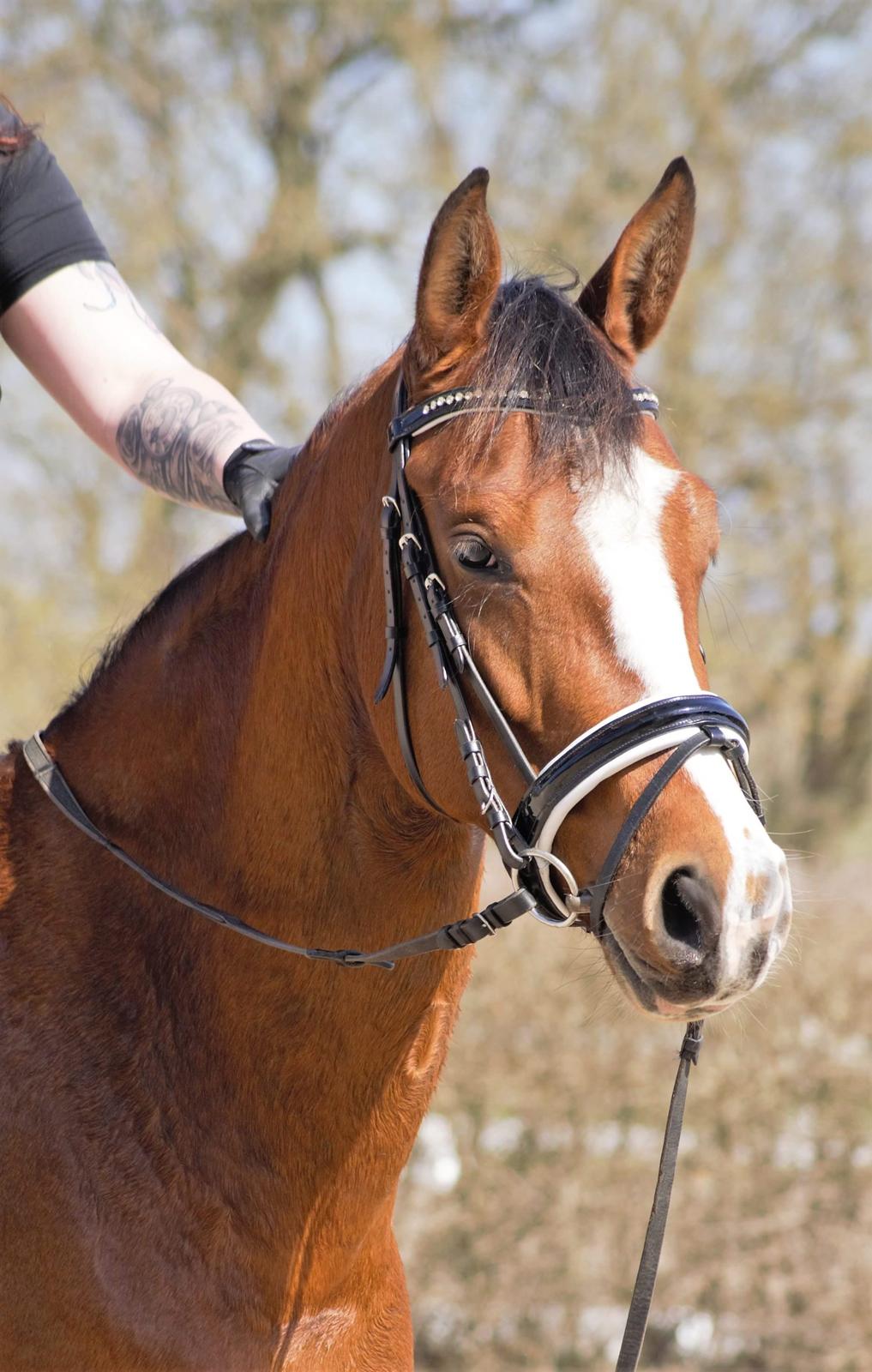 Anden særlig race Gloria billede 4