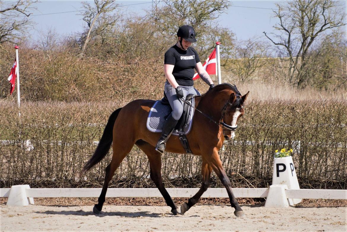 Anden særlig race Gloria billede 2