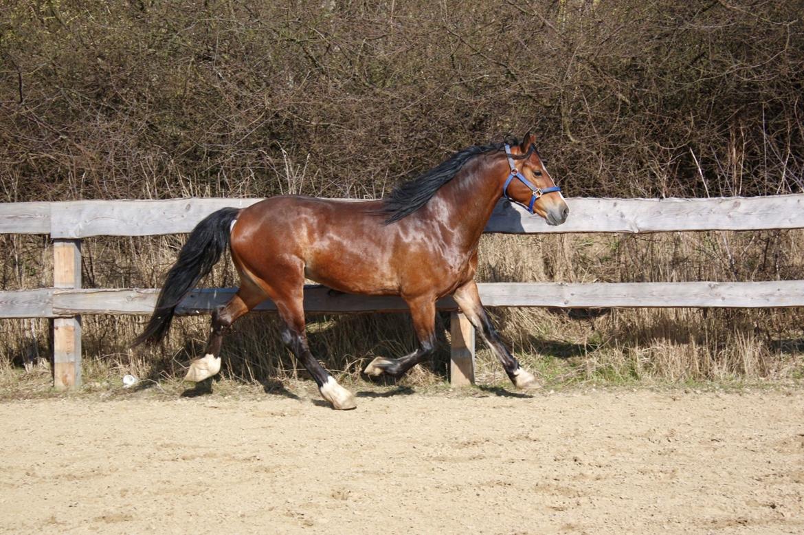 Welsh Cob (sec D) Danaway Sparc * avlshingst * billede 20