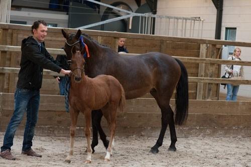 Hollandsk Varmblod Jack daniels (Emil) - Baby Emil til følbedømmelse i Holland (lånt af opdrætter) billede 2