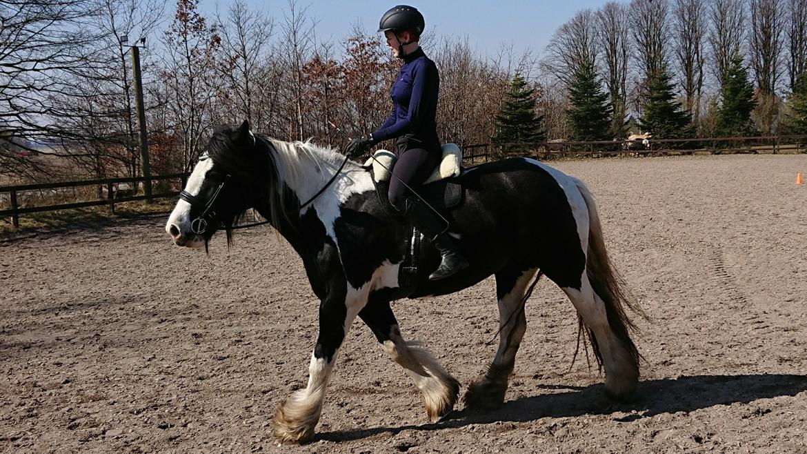 Irish Cob Mary's Prinsess by Lovecob - kursus i centreret ridning  billede 13