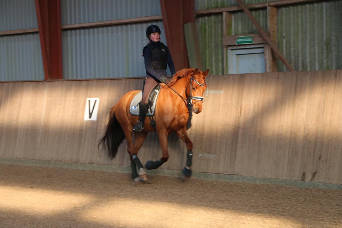 Hollandsk Varmblod Jack daniels (Emil) billede 5