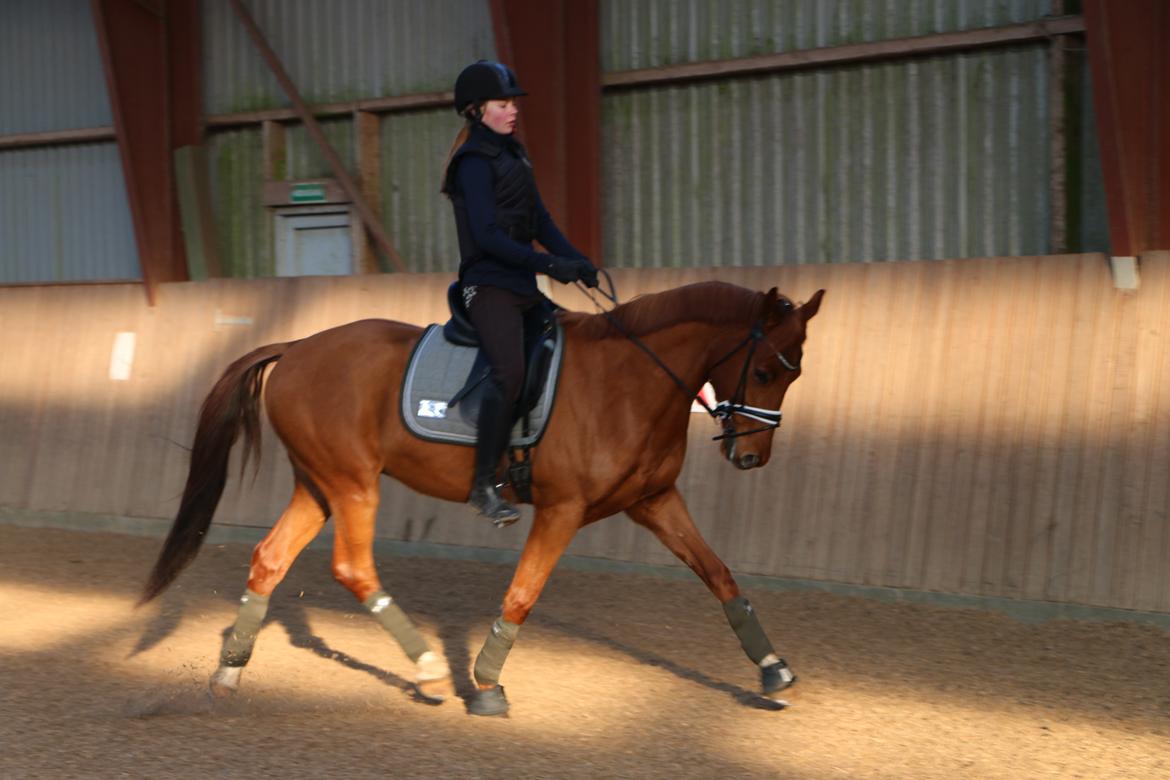 Hollandsk Varmblod Jack daniels (Emil) billede 4