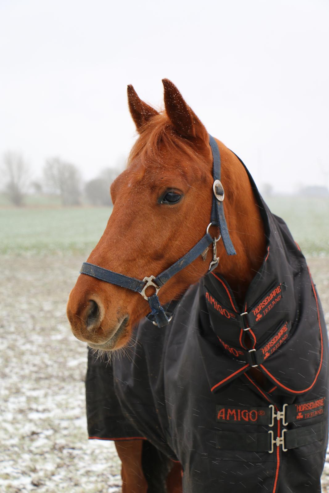 Hollandsk Varmblod Jack daniels (Emil) - Jack Daniels billede 1