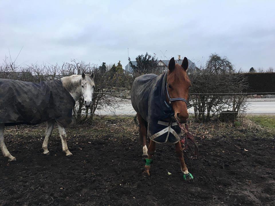 Hollandsk Varmblod Jack daniels (Emil) - Emil gør hvad han er bedst til (ballade på folden) billede 6