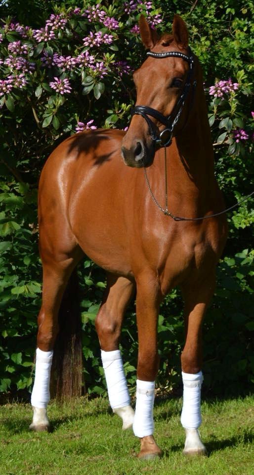 Hollandsk Varmblod Jack daniels (Emil) - Lånt af sælger billede 3