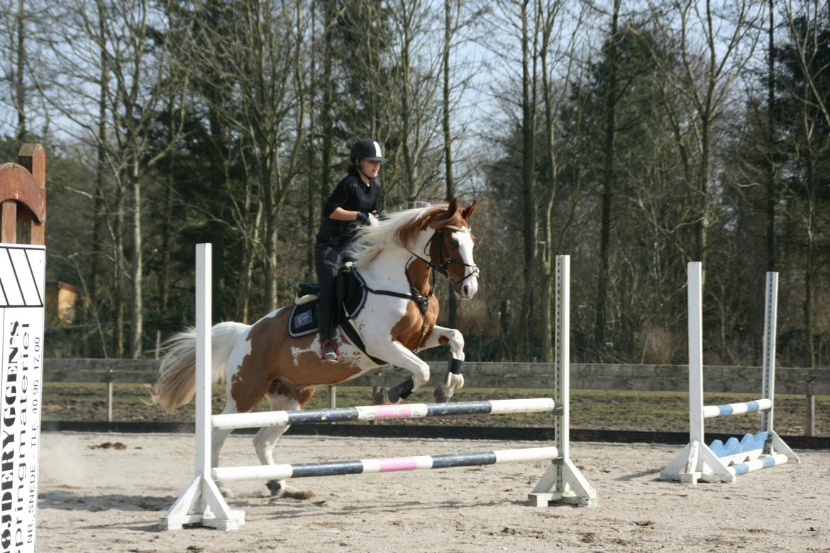 Pinto Elmegårdens Brilliant  billede 17