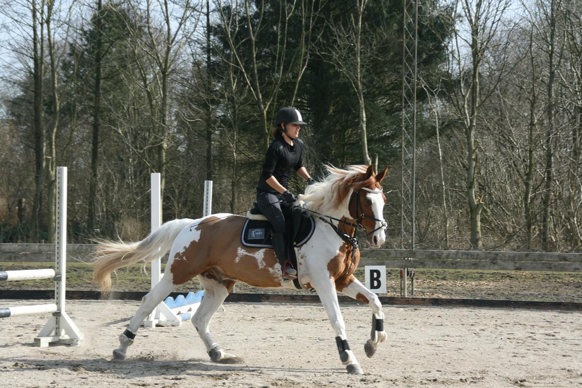 Pinto Elmegårdens Brilliant  billede 18