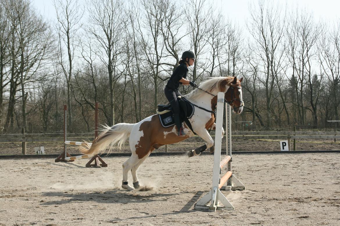 Pinto Elmegårdens Brilliant  billede 19