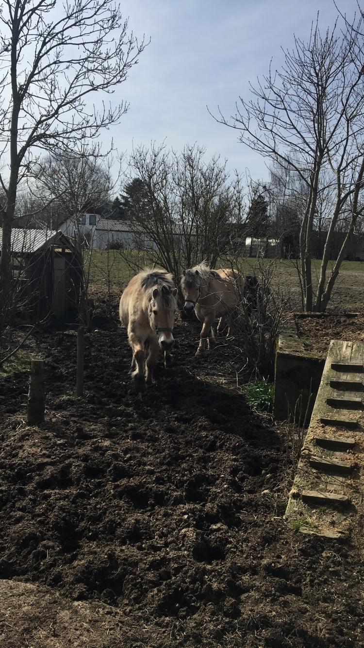 Fjordhest Sasja billede 1