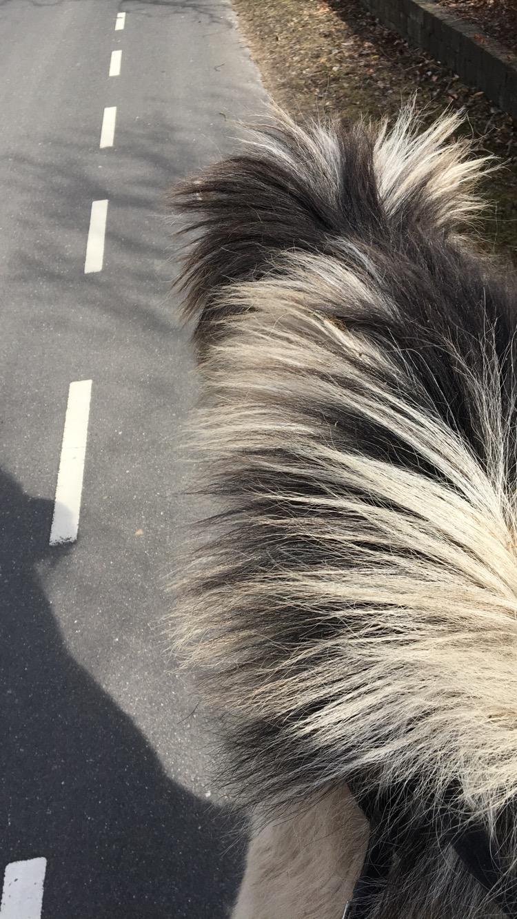 Fjordhest Sasja billede 3