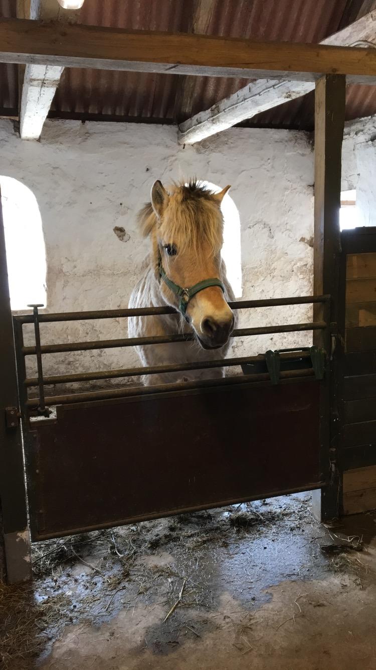 Fjordhest Sasja billede 4
