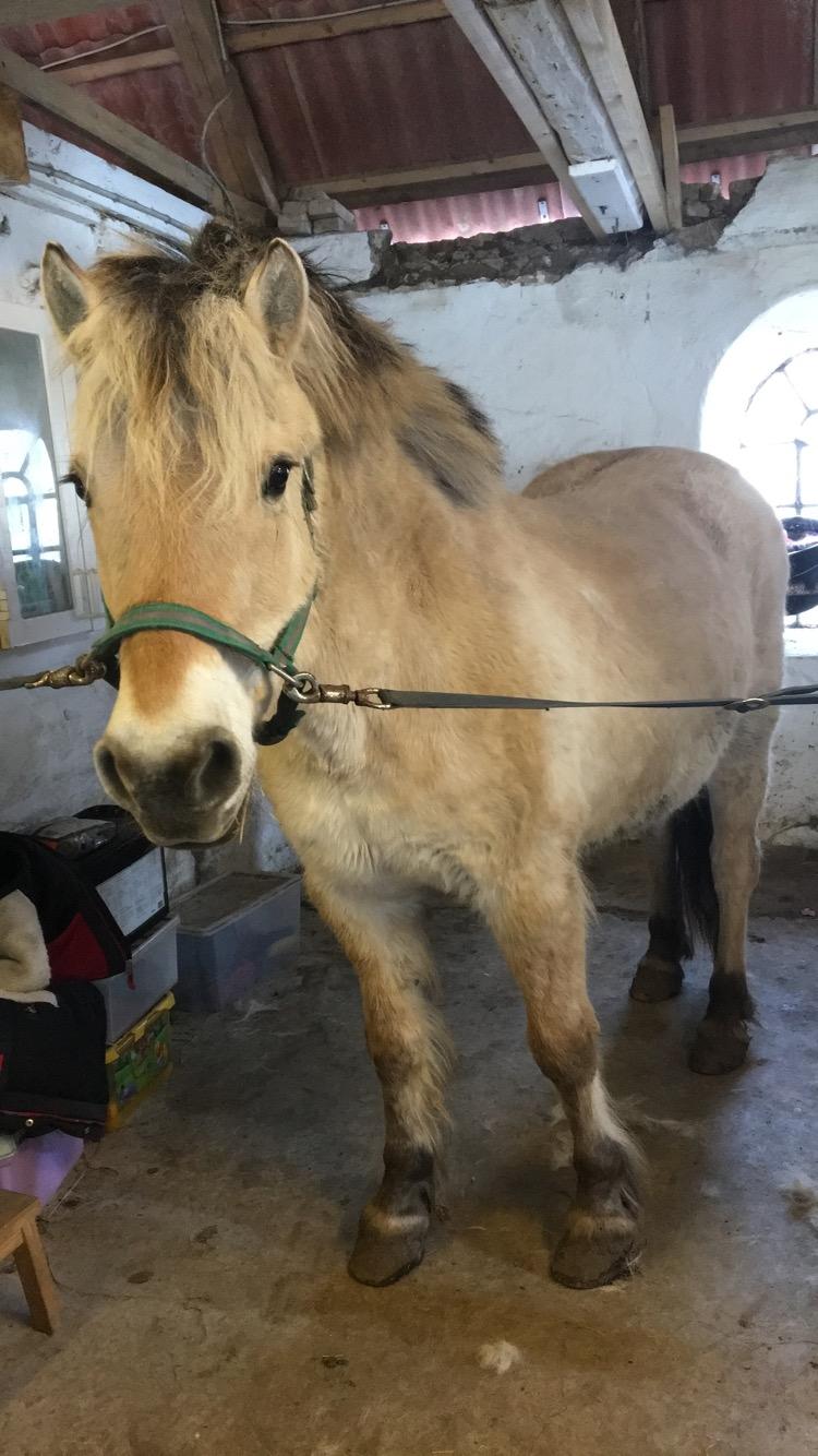 Fjordhest Sasja billede 2