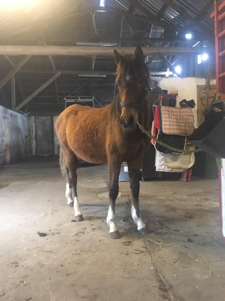 Welsh Partbred (Sec F) Struntze´s Go Believe billede 37