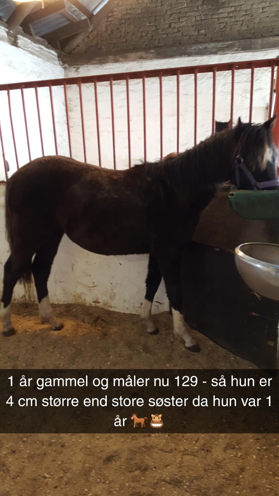 Welsh Partbred (Sec F) Struntze´s Good Point BRSDH 836 billede 39