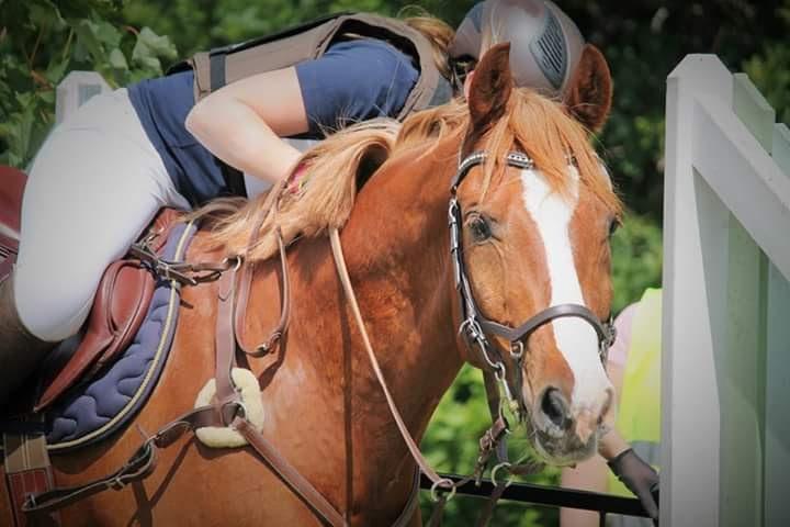 Dansk Varmblod Paragraff billede 1