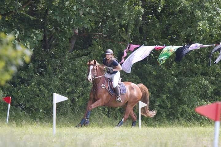 Dansk Varmblod Paragraff billede 34