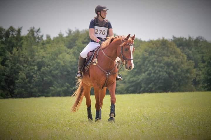 Dansk Varmblod Paragraff billede 15