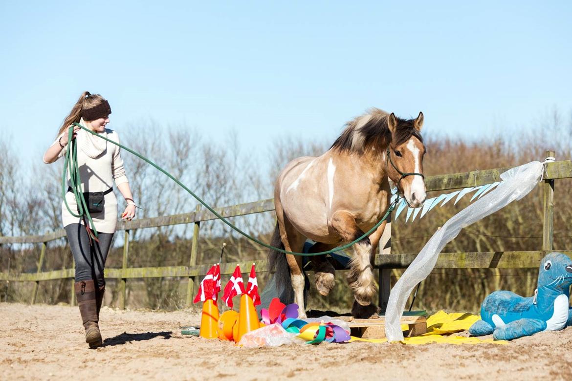 Irish Cob Crossbreed Toftgårds Amigo - Foråret 2018 billede 6