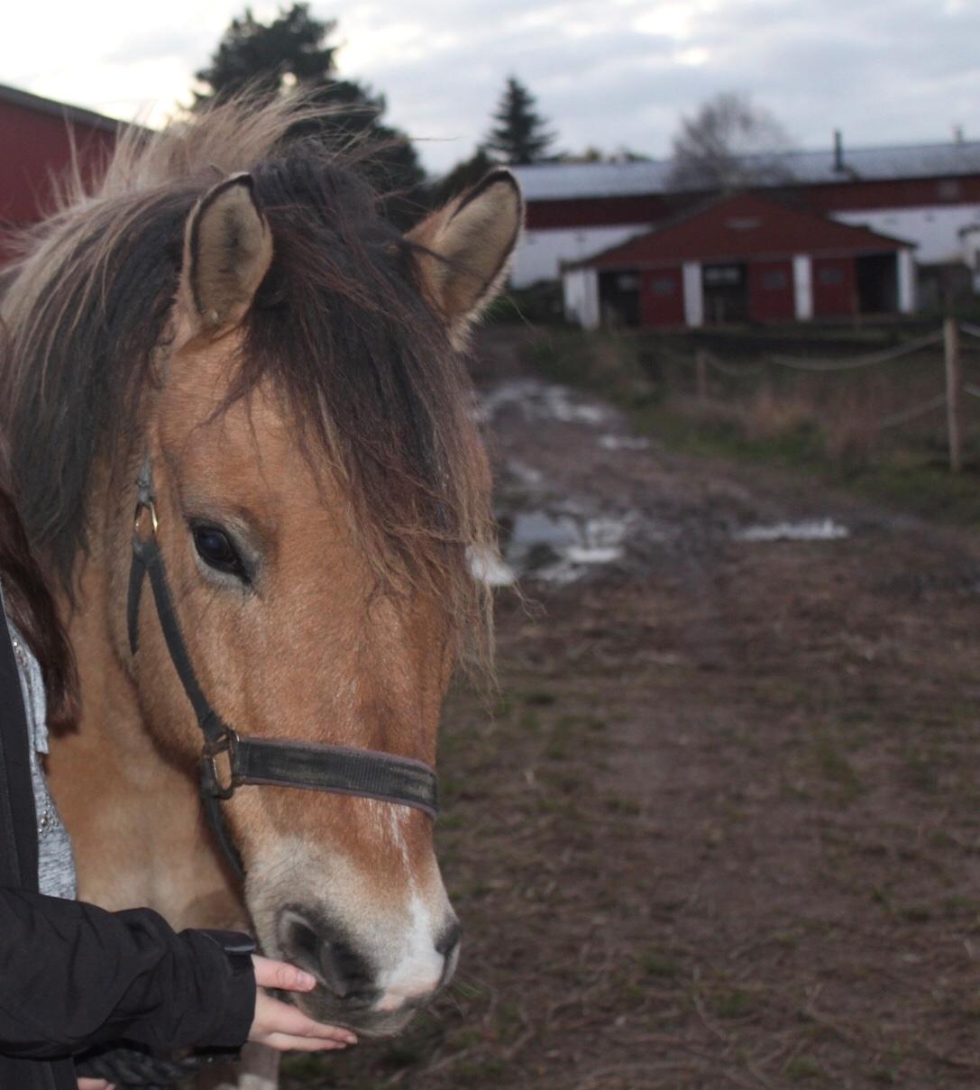 Anden særlig race Amigo billede 6