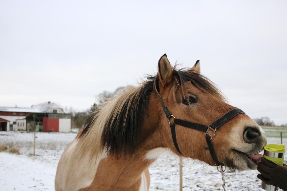 Anden særlig race Amigo billede 7