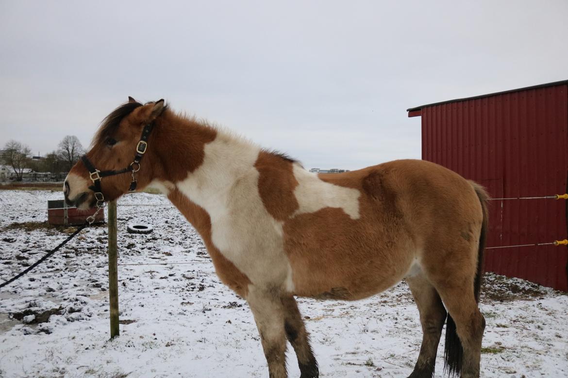 Anden særlig race Amigo billede 8