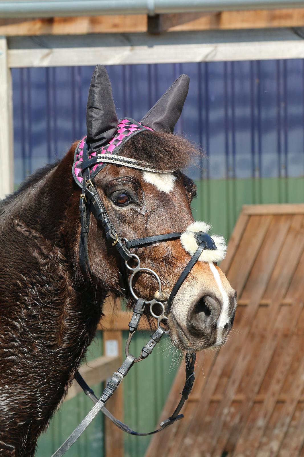 Welsh Cob (sec D) Menai Merci - billede taget i 2018 <3 billede 1