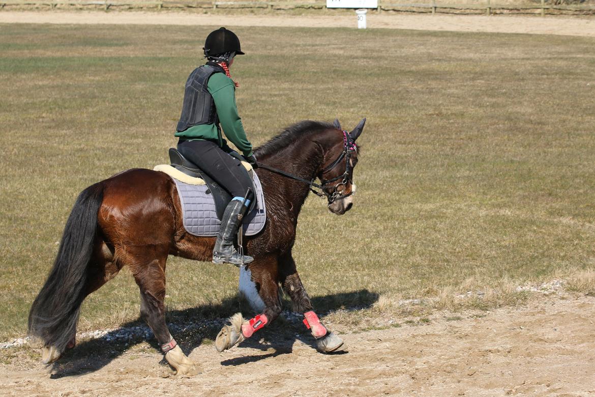 Welsh Cob (sec D) Menai Merci - fra prøveløb 2018  billede 11