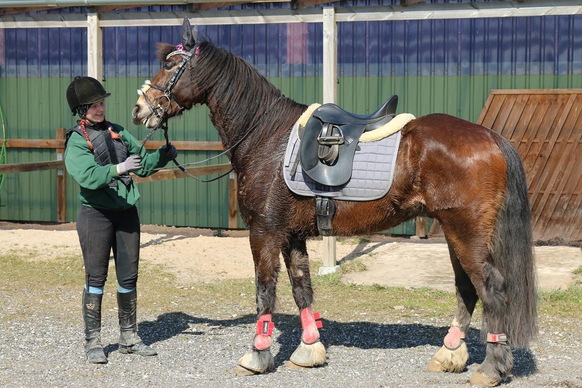 Welsh Cob (sec D) Menai Merci billede 15