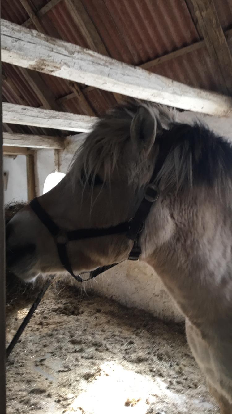 Fjordhest Sasja billede 6