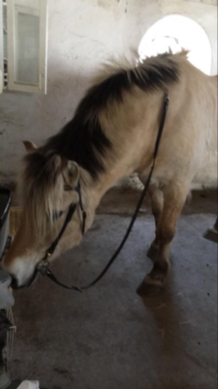 Fjordhest Sasja billede 7