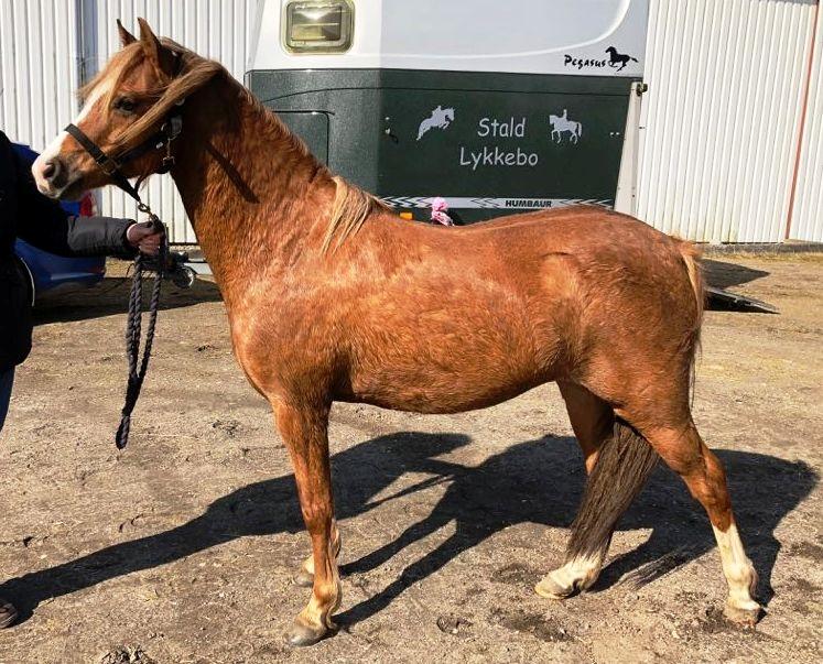 Welsh Pony (sec B) Clausholm Lady Java (dnk) billede 2