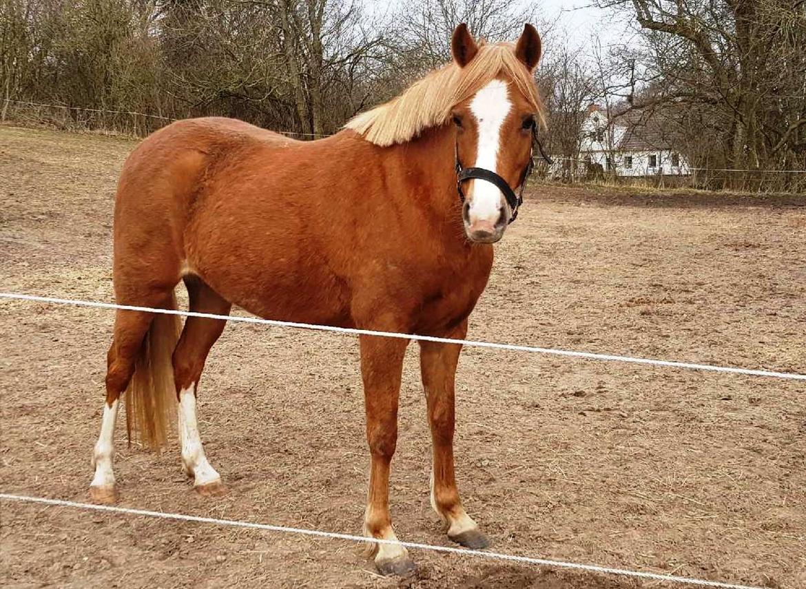 Welsh Pony (sec B) Clausholm Lady Java (dnk) billede 5