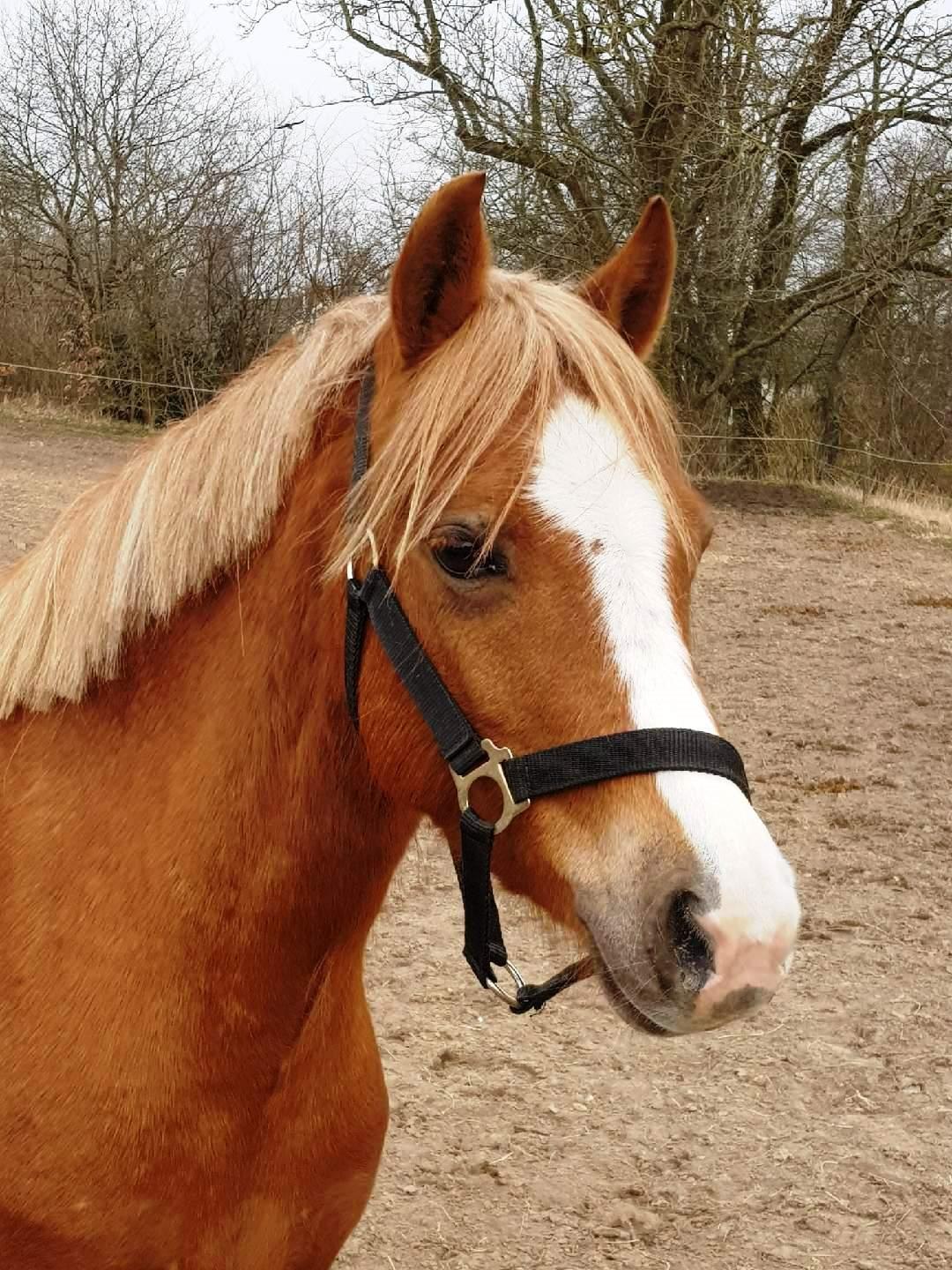 Welsh Pony (sec B) Clausholm Lady Java (dnk) billede 4