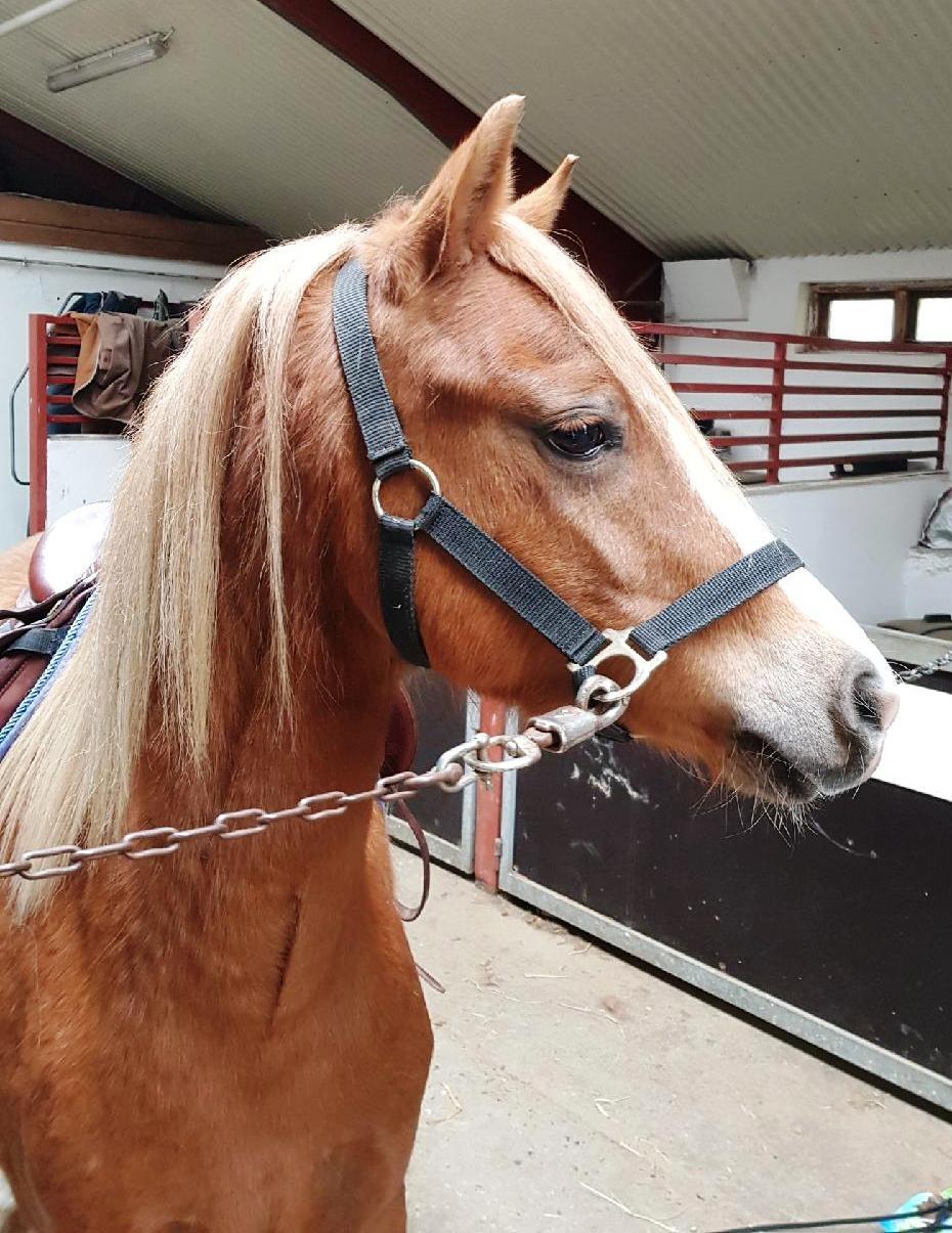 Welsh Pony (sec B) Clausholm Lady Java (dnk) billede 3