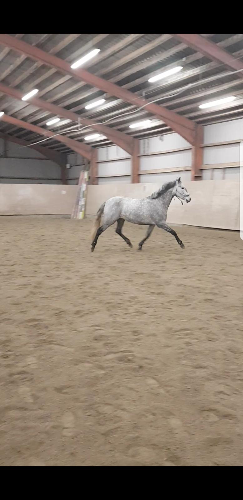 Pura Raza Española BS Adora billede 34